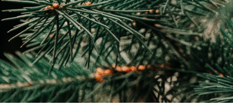 Azalee eriche e piante ericacee produzione CZARNECCY