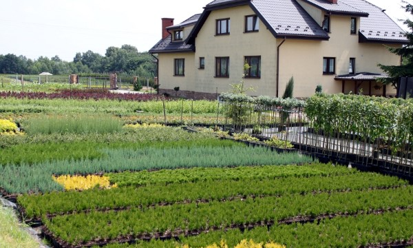 Rododendri di varie varietà coltivazione CZARNECCY professionale