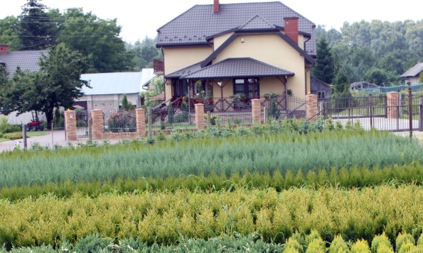 Eriche ed erica collezione vivaio CZARNECCY qualità esperta