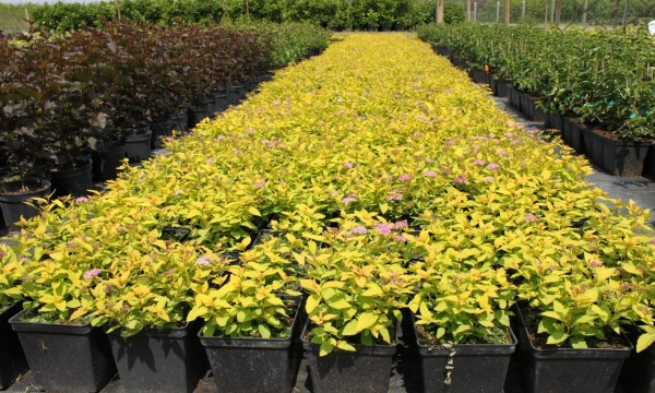 Piante ornamentali caducifoglie vivaio CZARNECCY anni di esperienza