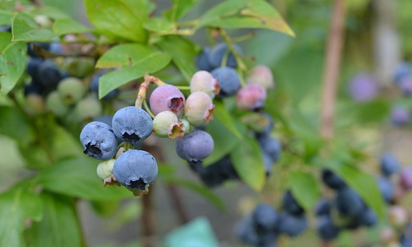 Consegne all'ingrosso di piante dal vivaio CZARNECCY produzione propria